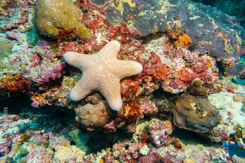 Starfish on a coral reef. Maldives.