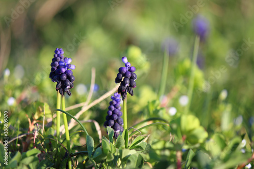 Beautiful spring flowers