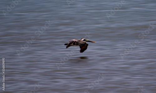The Speed of a Pelican