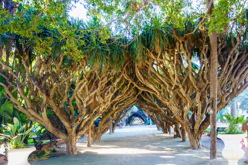 Avenue of the dragon dracaena. Jardin d'essai du Hamma Botanical garden. Alger