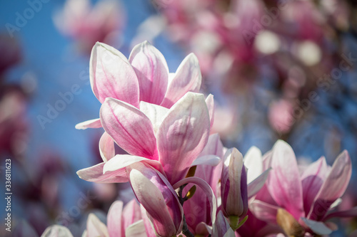 Magnolia blossom on a tree at the spring © Milan