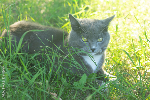 A grey cat walks in the green grass. Domestic cat in the sun.