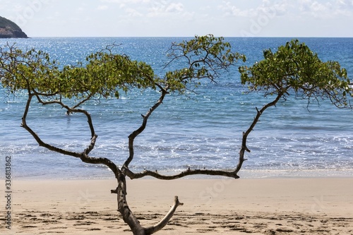 Evergreen Almond Tree (Terminalia catappa) Branches on Manuel Antonio National Park Playa Espadilla, Costa Rica 