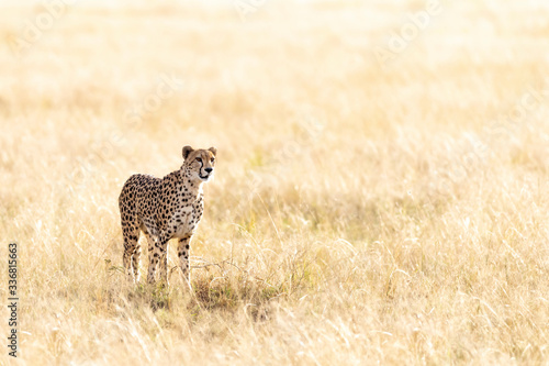 Cheetah in sunlight