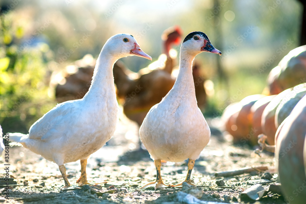Ducks feed on traditional rural barnyard. Detail of a duck head. Close up of waterbird standing on barn yard. Free range poultry farming concept. Ducks feed on traditional rural barnyard. Detail of a duck head. Close up of waterbird standing on barn yard. Free range poultry farming concept.