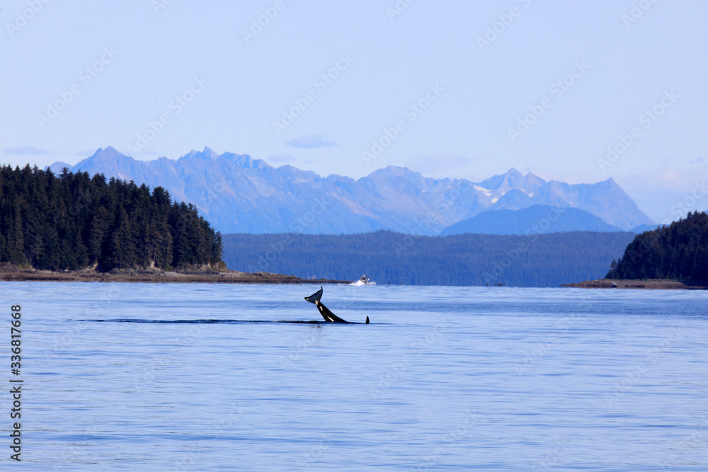 Fototapeta premium Strait Point, Alaska / USA - August 13, 2019: Orca at Strait Point, Strait Point, Alaska, USA