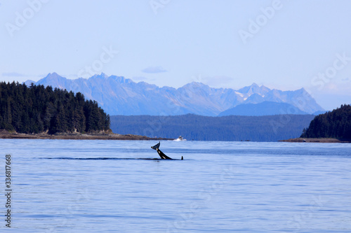 Strait Point, Alaska / USA - August 13, 2019: Orca at Strait Point, Strait Point, Alaska, USA © PaoloGiovanni