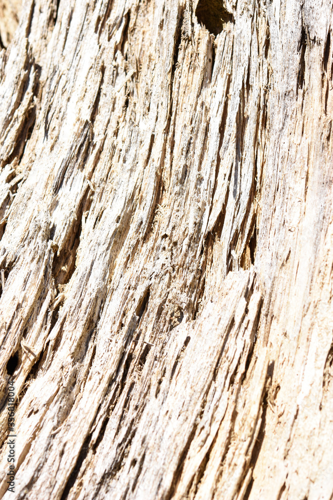 Obraz premium Weathered wooden texture