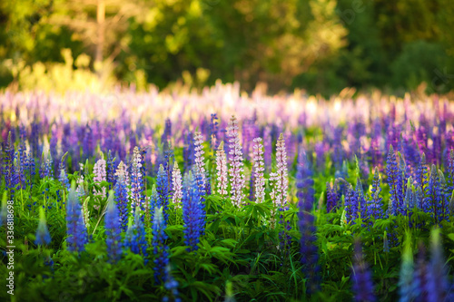 beautiful blue and violet lupines in rural field at sunrise. sunset. natural floral background