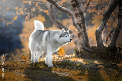 Foto Siberian Husky in the autumn forest of the North