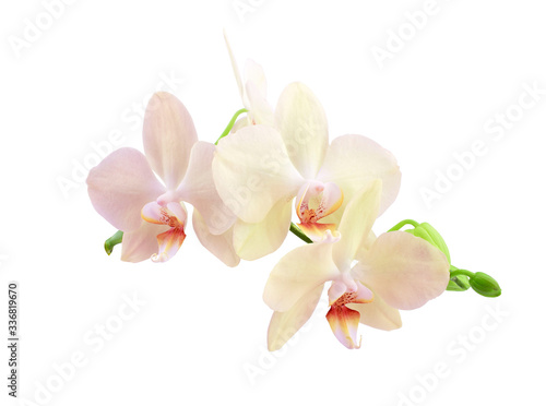 Orchid sprig with pink flowers and buds isolated on a white background. 