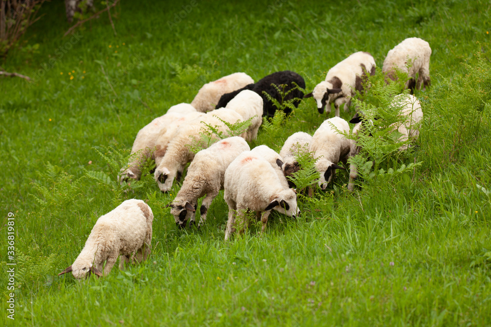 Fototapeta premium Little flock of lambs in green pasture in peaceful land