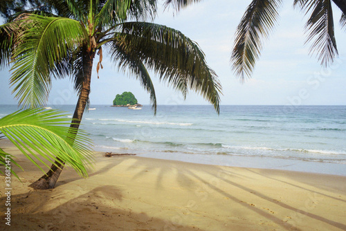 Fototapeta Naklejka Na Ścianę i Meble -  Palm tree on the beach of Tioman Island, Malaysia