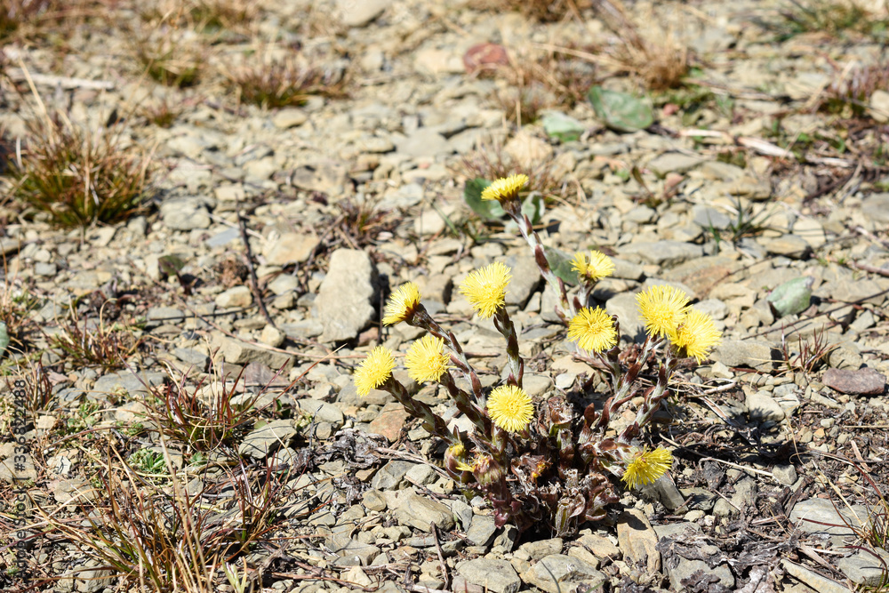 Tussilago farfara flowers - spring in the nature Tussilago farfara flowers - spring in the nature