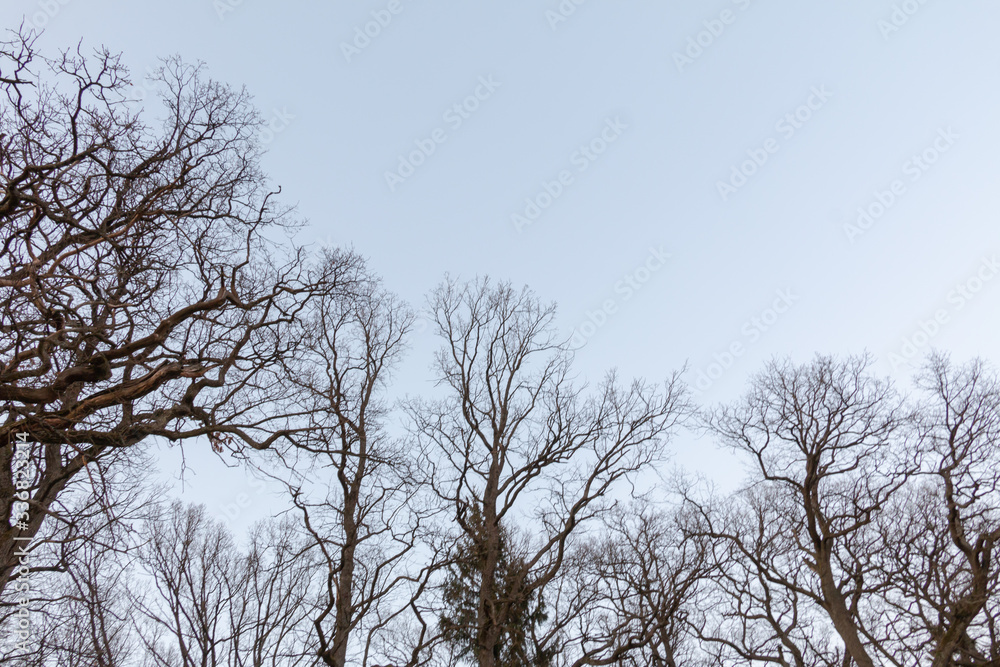 Tree in early spring. View from below. Tree in early spring. View from below.