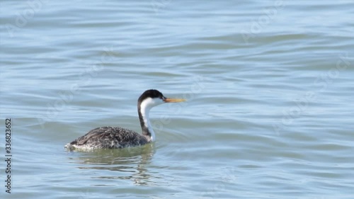 Wallpaper Mural HD Video of Western Grebe swimming and then diving in a lake on a cloudy day. the Western Grebe breeds in lakes and ponds across the American West and winters primarily off the Pacific Coast.
 Torontodigital.ca