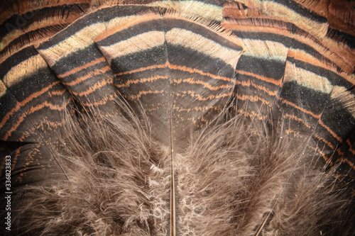 Bild auf Leinwand Eastern Wild Turkey Tail Feathers Fan Closeup