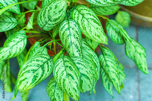 Green Varigated Leaves photo