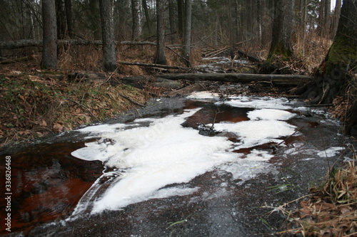 Eurasian beaver (Castor fiber) in natural habitat of wetland