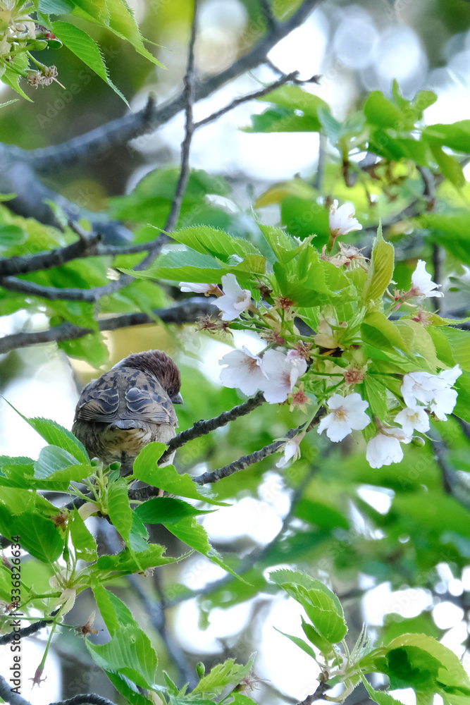 sparrow on branch sparrow on branch