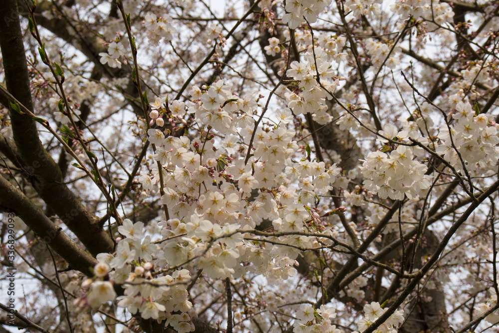 Bunches of cherry blossoms in the springtime Bunches of cherry blossoms in the springtime