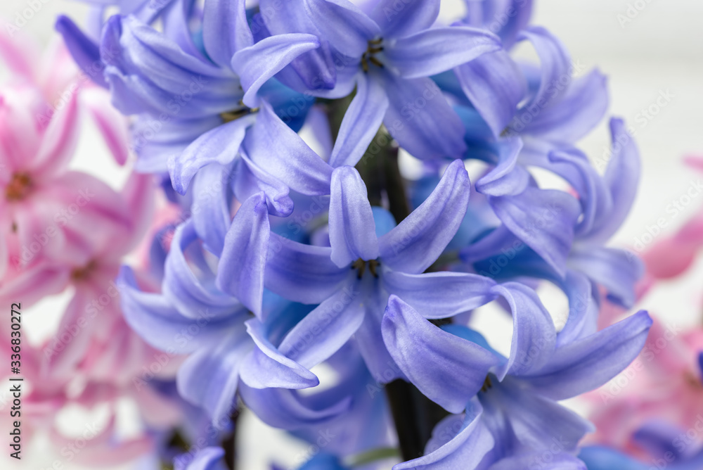 Macro closeup of hyacinth blooms in Spring