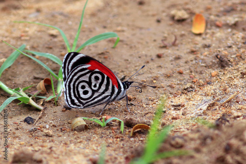 Canvas Print photo of butterfly 88 (Diaethria) on the ground