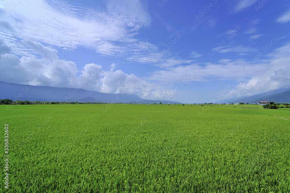 Fototapeta premium Chishang rice field Taiwan