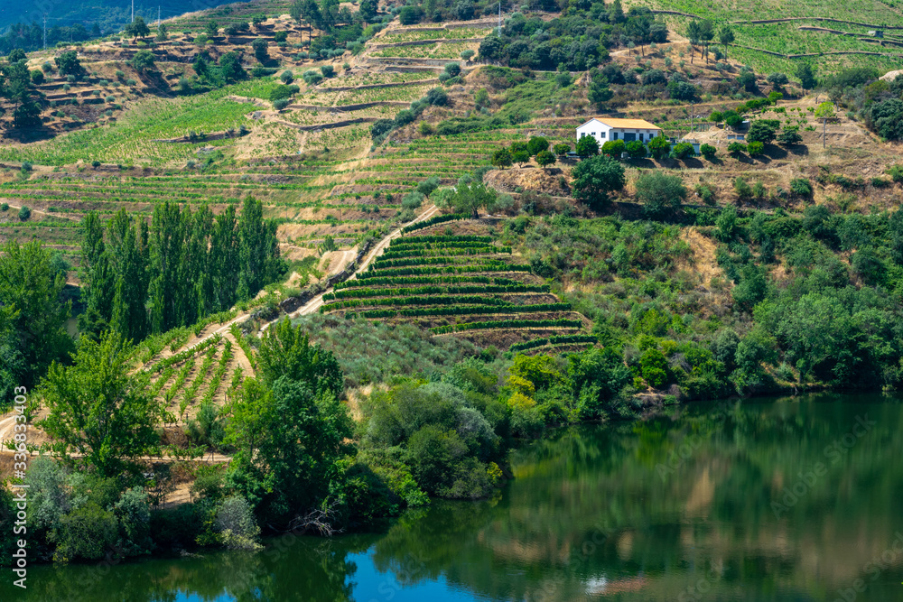 A vineyard in portugal