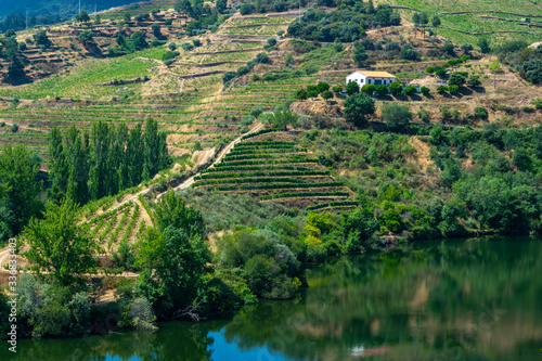 A vineyard in portugal