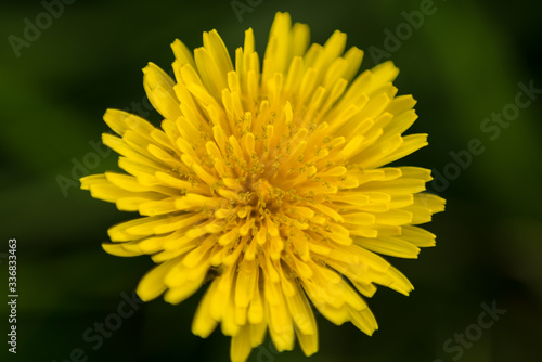 flor amarilla en el pasto