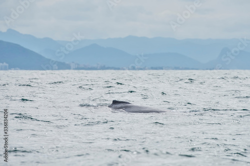 Humpback whale photographed in Vitoria, Espirito Santo. Picture made in 2018. © Leonardo