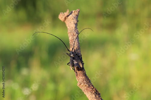 large beetle with long antennae