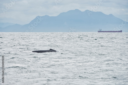 Humpback whale photographed in Vitoria, Espirito Santo. Picture made in 2018. © Leonardo