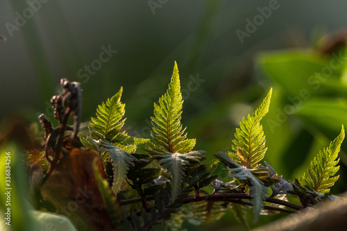 close up of fern leaves