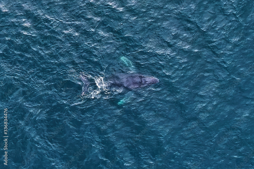 Fototapeta premium Aerial view of humpback whale photographed in Vitoria, Espirito Santo. Picture made in 2018.