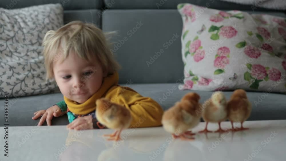 Cute sweet little blond child, toddler boy, playing with little chicks at home, baby chicks in child hands Cute sweet little blond child, toddler boy, playing with little chicks at home, baby chicks in child hands