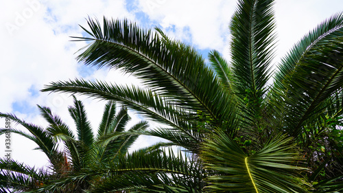 bright green palm trees on a background of blue sky © Artem