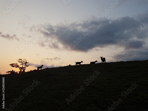 Goats on a Rock Hill Silhouette