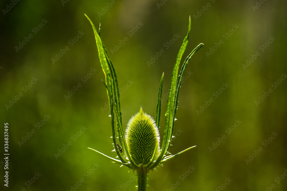 The rebirth of the flower and the ladybug The rebirth of the flower and the ladybug