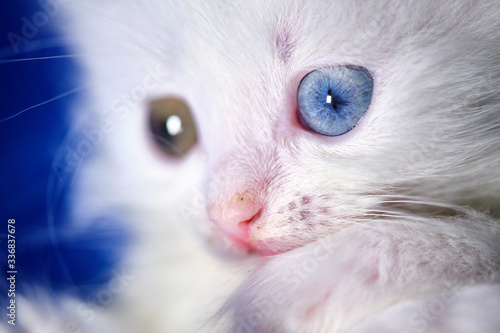 kitten with heterochromia white color