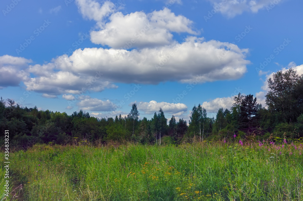 Forest meadow field landscape. Summer forest meadow view. Forest meadow scene. Forest meadow field landscape. Summer forest meadow view. Forest meadow scene.