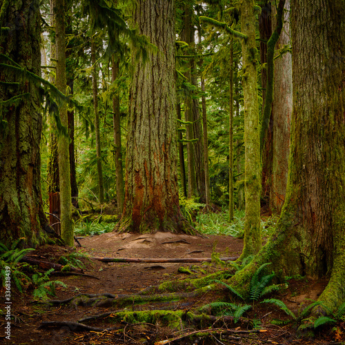 MacMillan Provincial Park. The park is home to a famous, 157 hectare stand of ancient Douglas-fir, known as Cathedral Grove. © JoelBourgoin