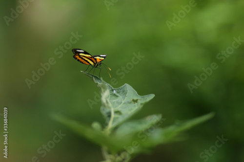 borboleta pousada na folha do pé de jiló photo