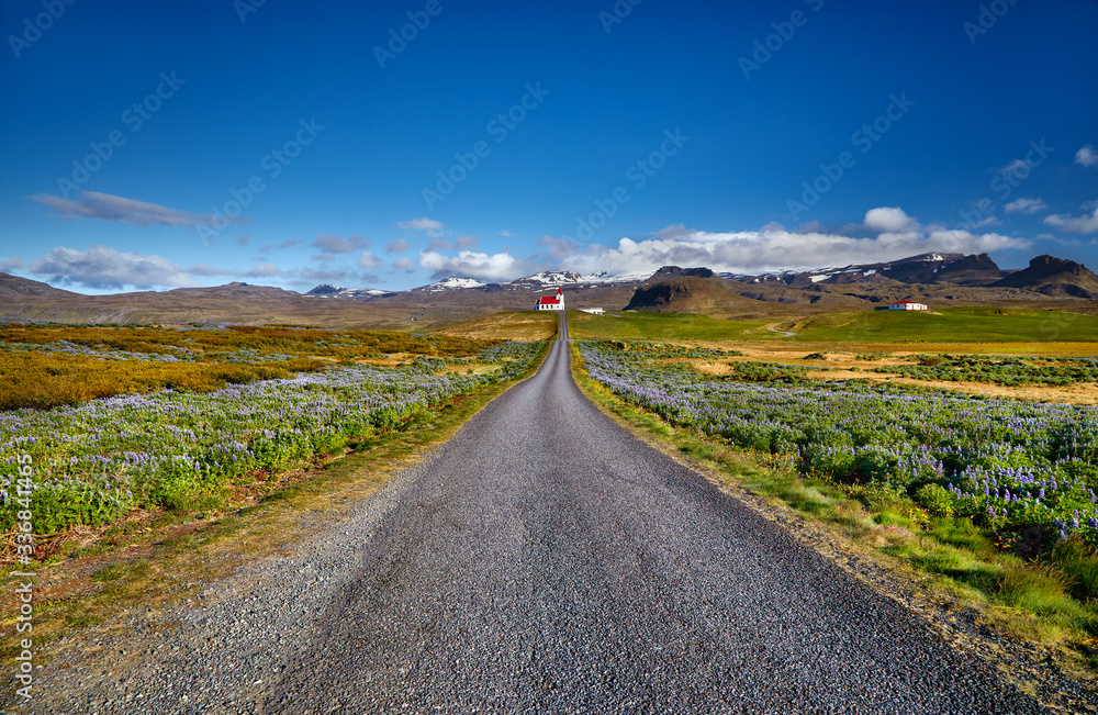 Fototapeta premium Panoramic view of Ingjaldsholl church in Hellissandur, Iceland. The field of blooming lupine flowers with background of Snaefellsjokull mountain. Beautiful sunny scenery of summer Iceland. Postcard.