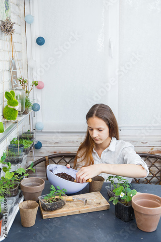 Caucasian teen girl dive tomato seedlings picking intoindividual pots. Sprout transplant. Springtime, gardening on balcony.