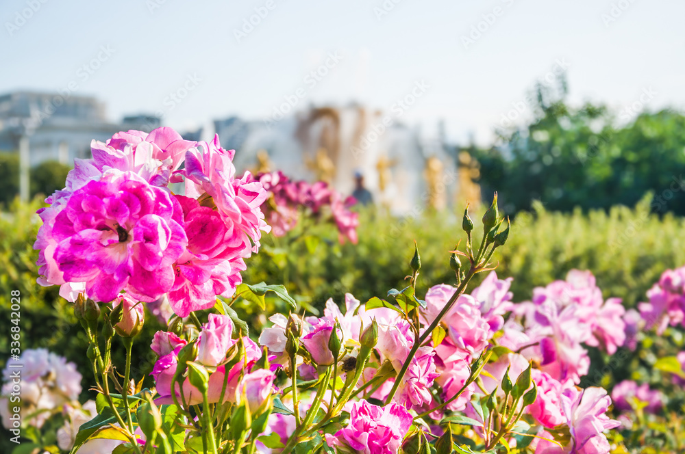 Obraz premium Beautiful roses in the Park