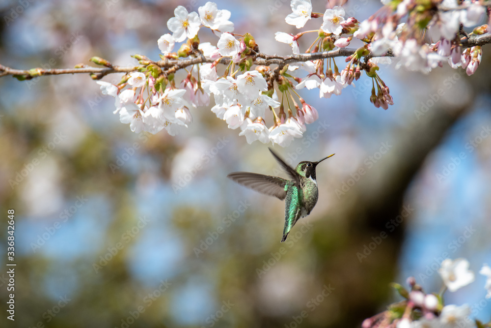 A picture of a Anna's hummingbird drinking nectar from some cherry blossoms. Vancouver BC Canada
A picture of a Anna's hummingbird drinking nectar from some cherry blossoms. Vancouver BC Canada