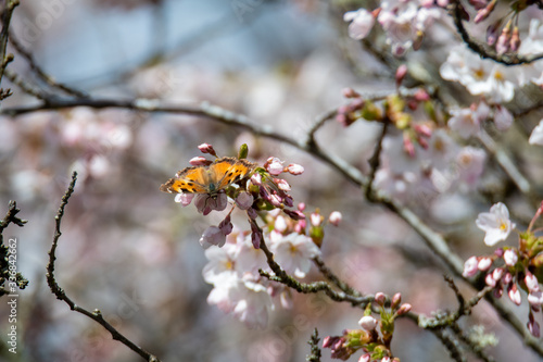 A picture of a California Tortoiseshell drinking nectar from some cherry blossoms. Vancouver BC Canada 