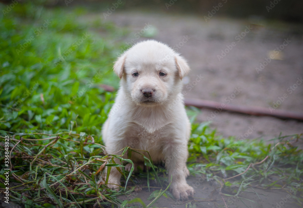 puppy on the grass